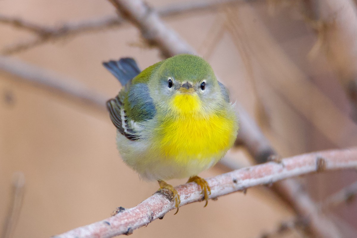 Northern Parula - ML645671223
