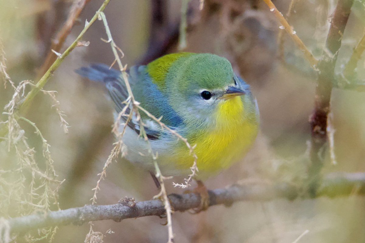 Northern Parula - ML645671224