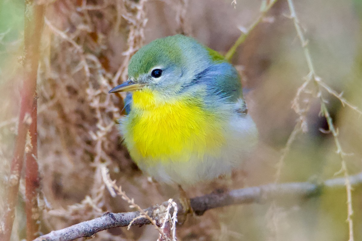 Northern Parula - ML645671225