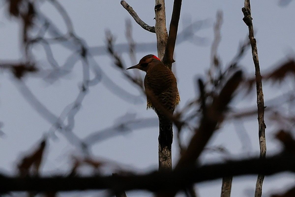 Northern Flicker - ML645671228