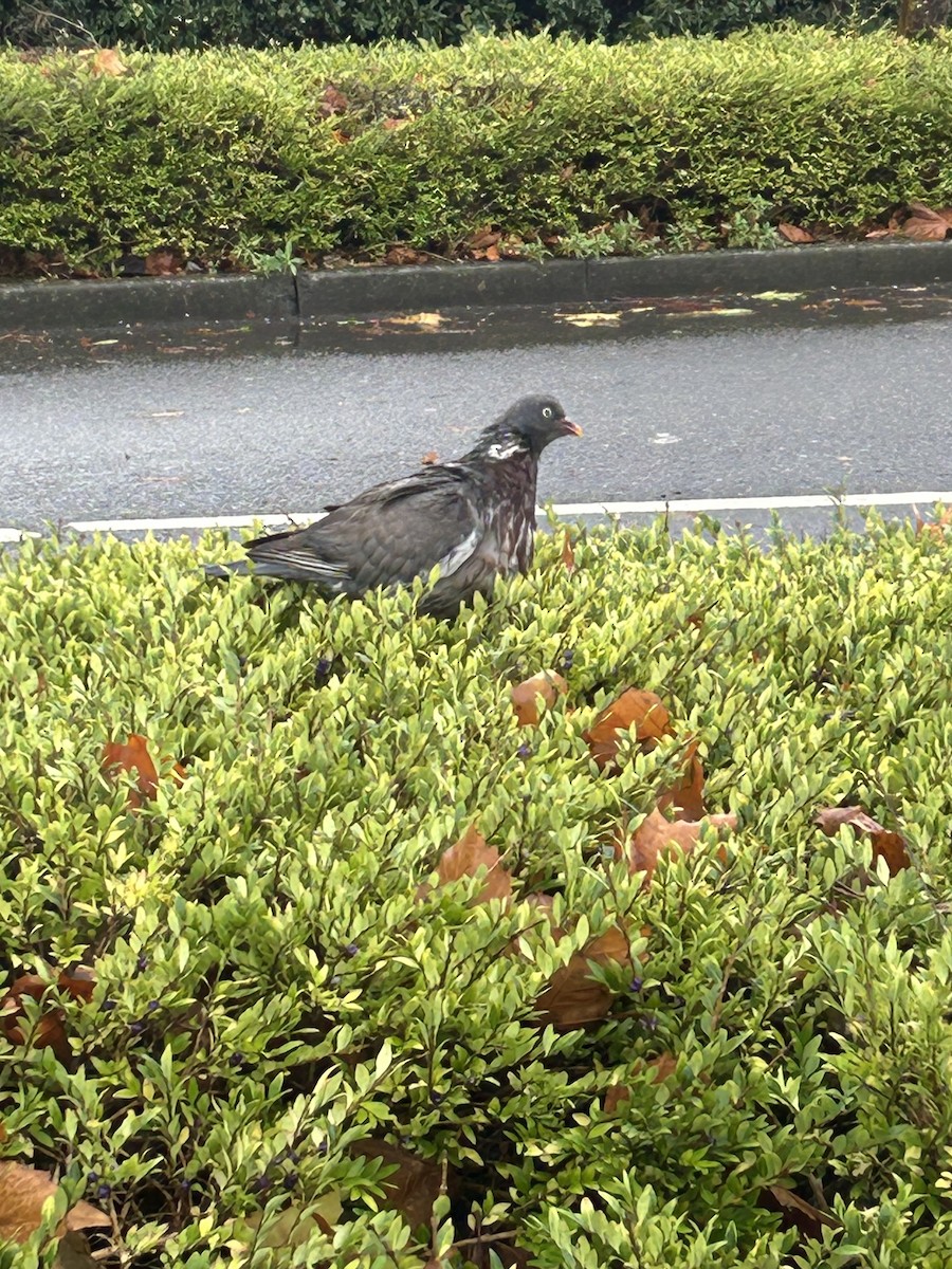 Common Wood-Pigeon (White-necked) - ML645671229