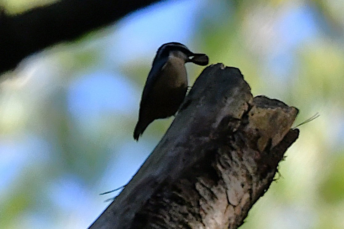 Red-breasted Nuthatch - ML645671231