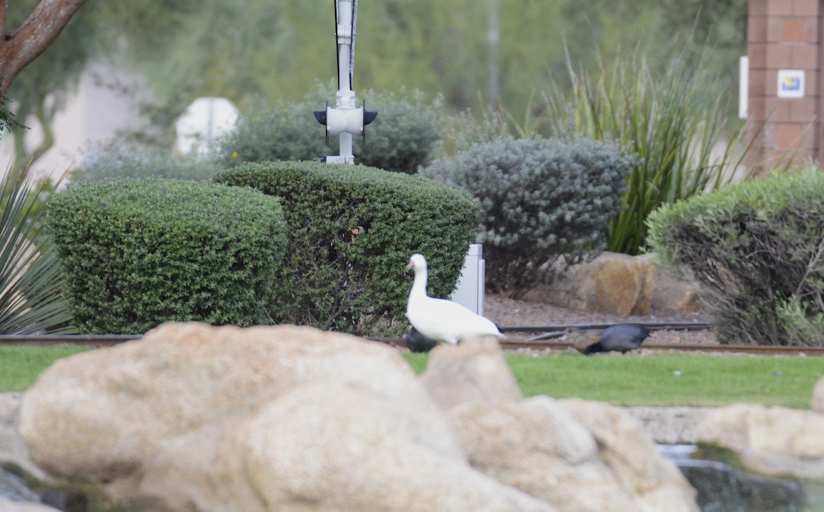 Snow Goose - ML645671233