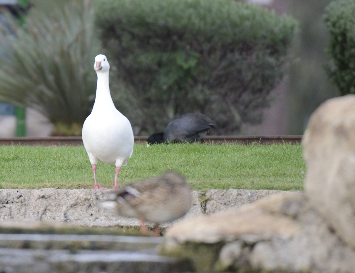 Snow Goose - ML645671234