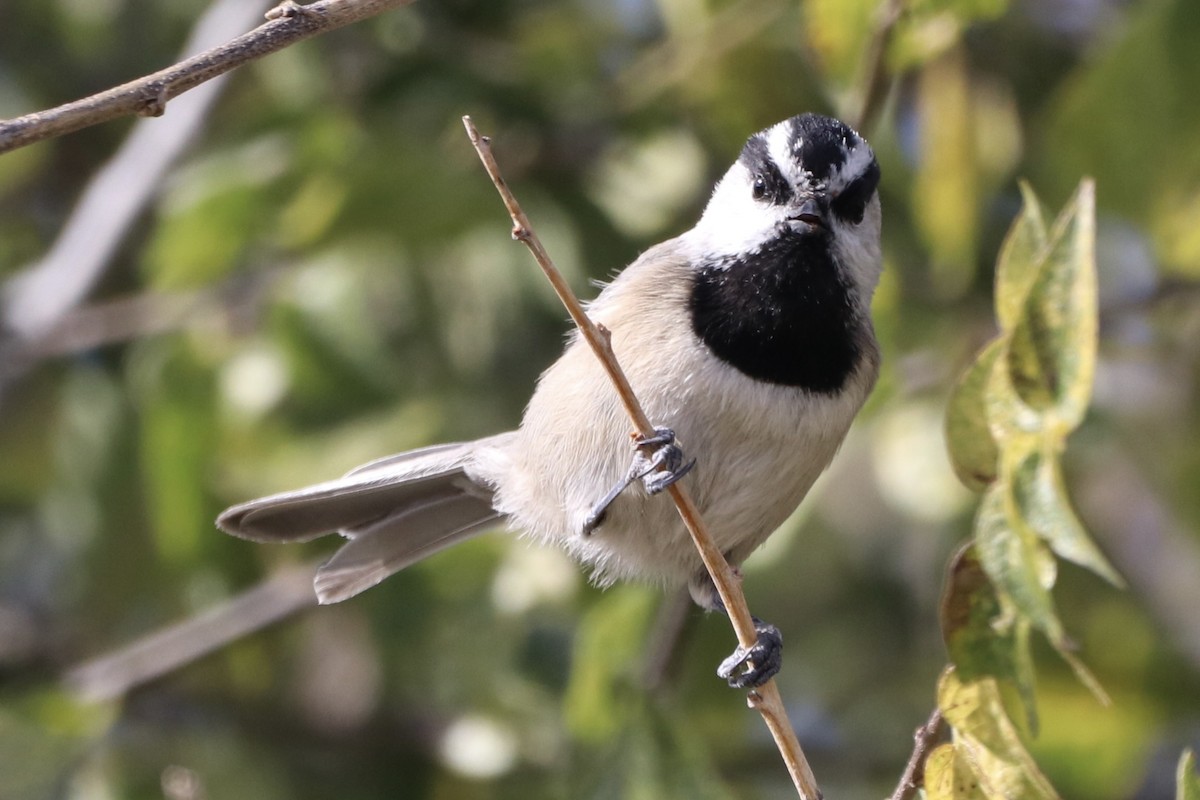 Mountain Chickadee - ML645671235