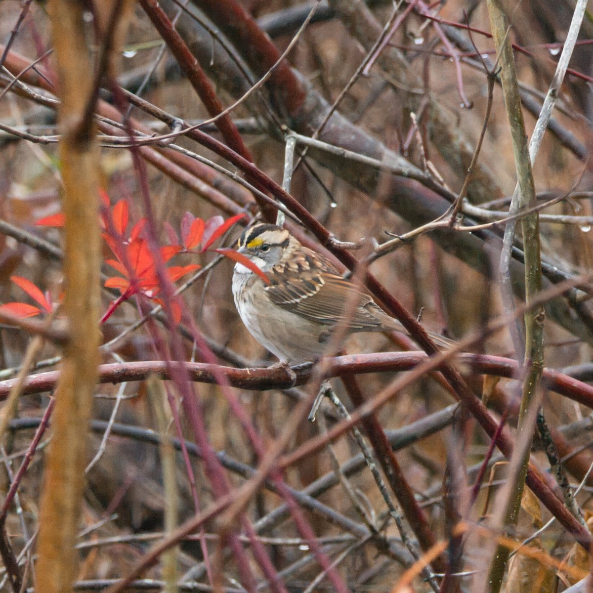 White-throated Sparrow - ML645671236