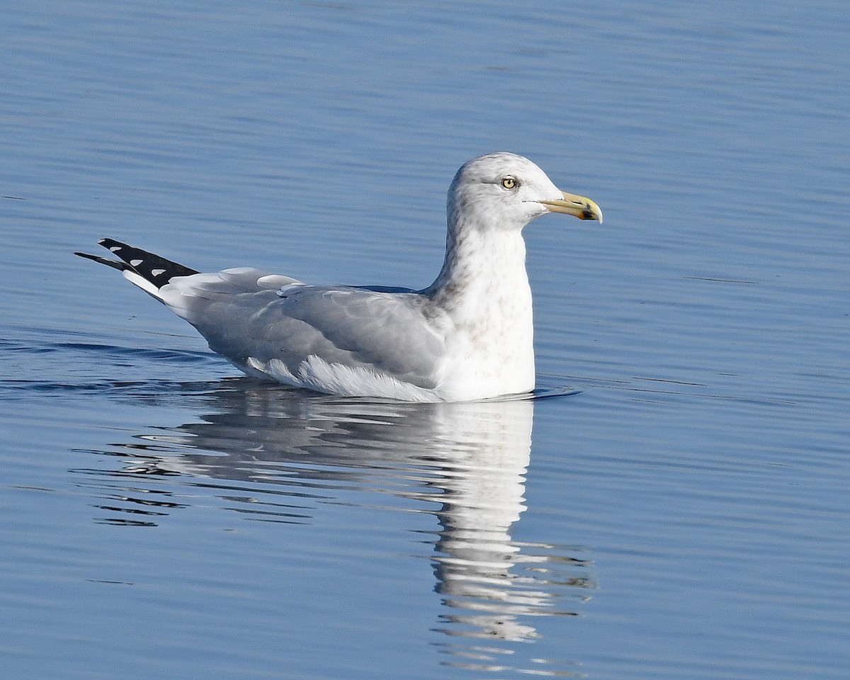 American Herring Gull - ML645671237