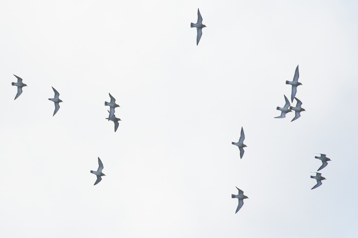 Eurasian Oystercatcher - ML645671239