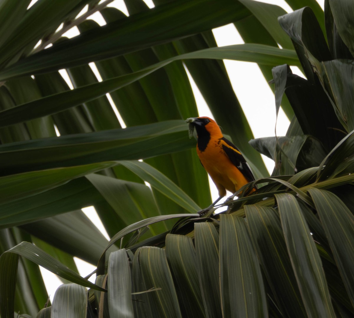 Spot-breasted Oriole - ML645671241