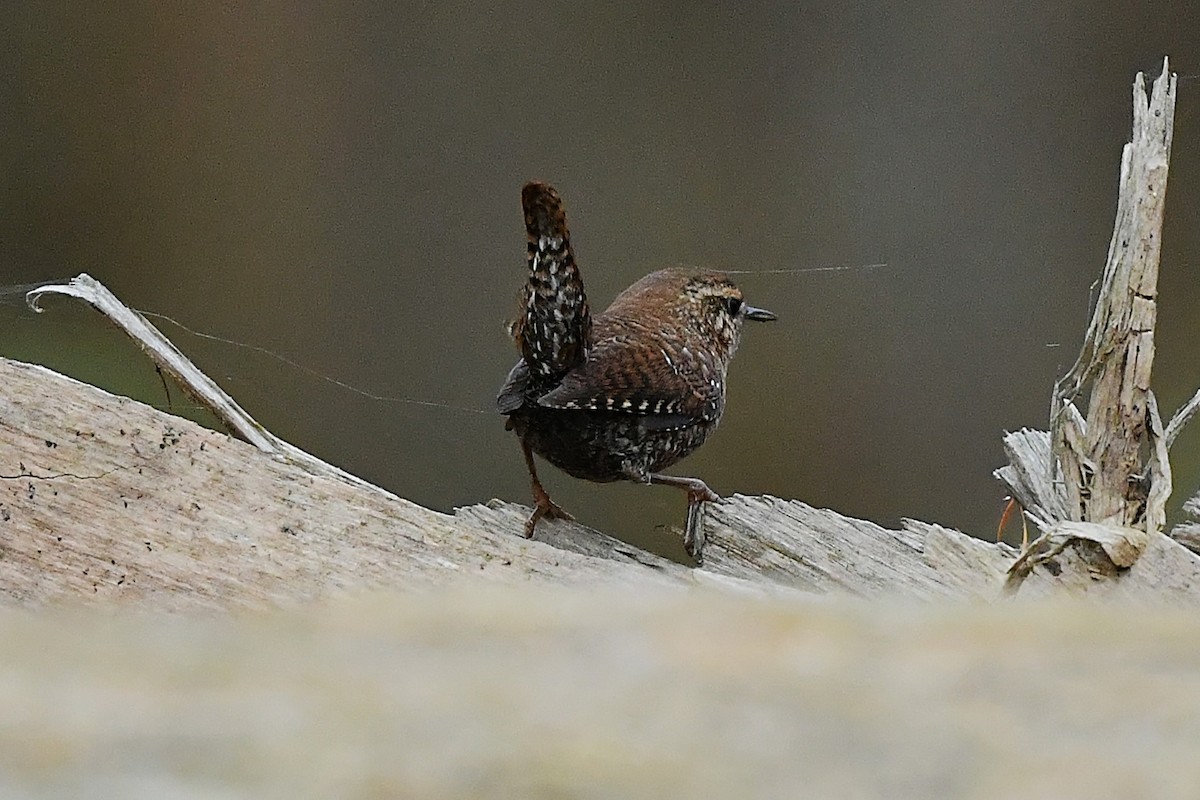 Winter Wren - ML645671242