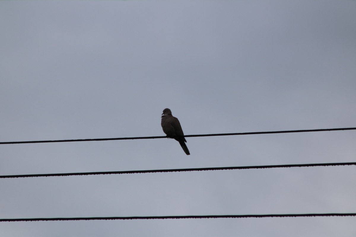 Eurasian Collared-Dove - ML645671245