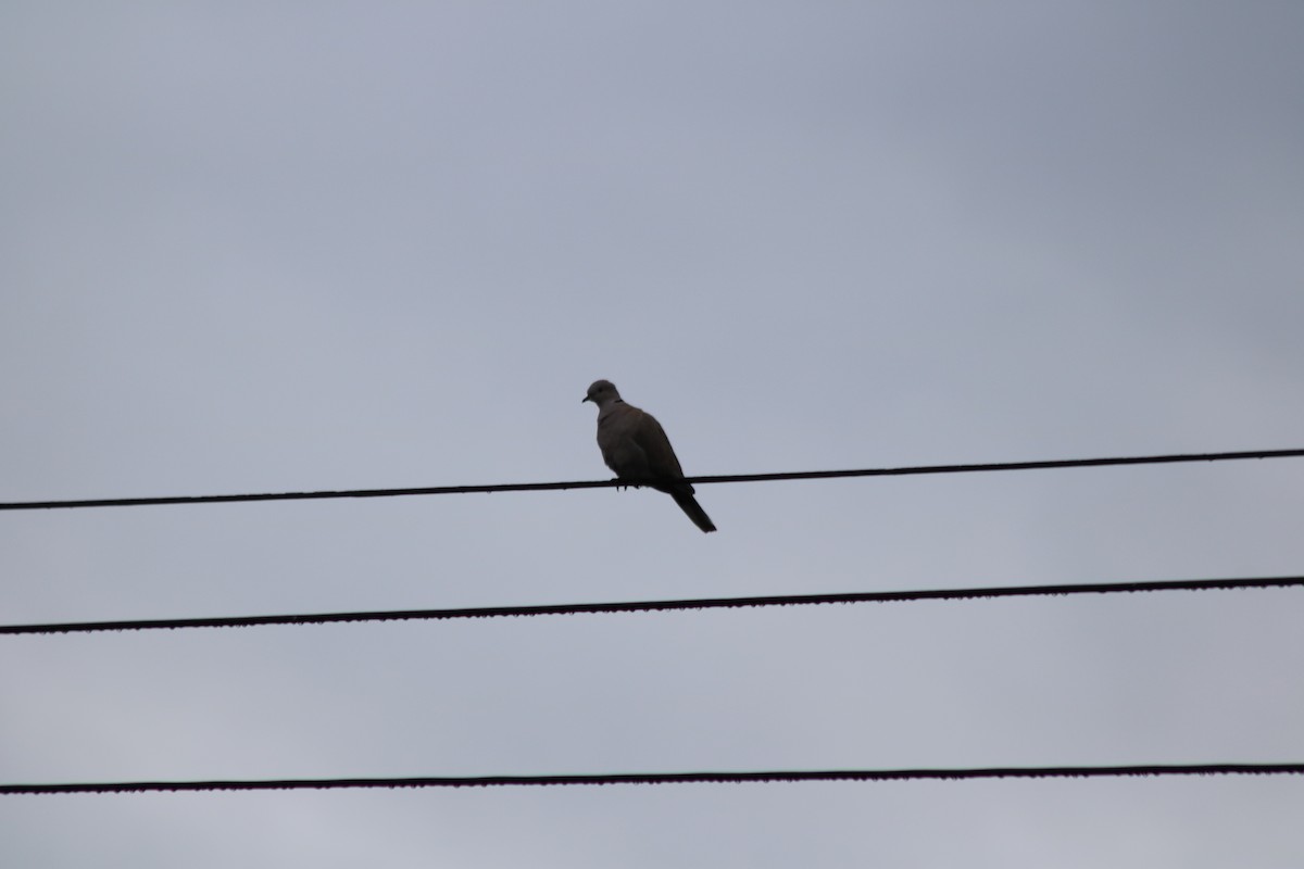 Eurasian Collared-Dove - ML645671246