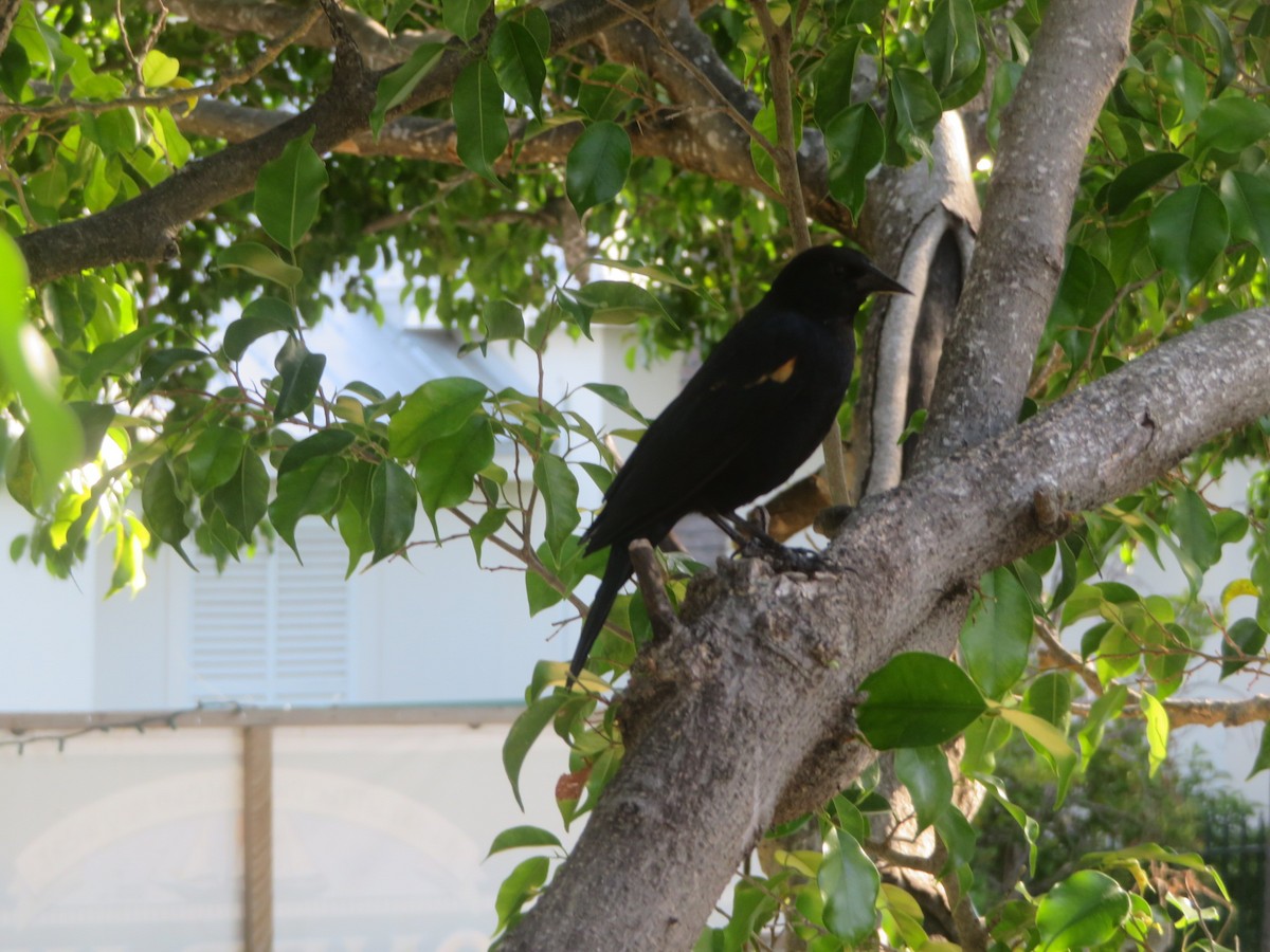 Red-winged Blackbird - ML645671251