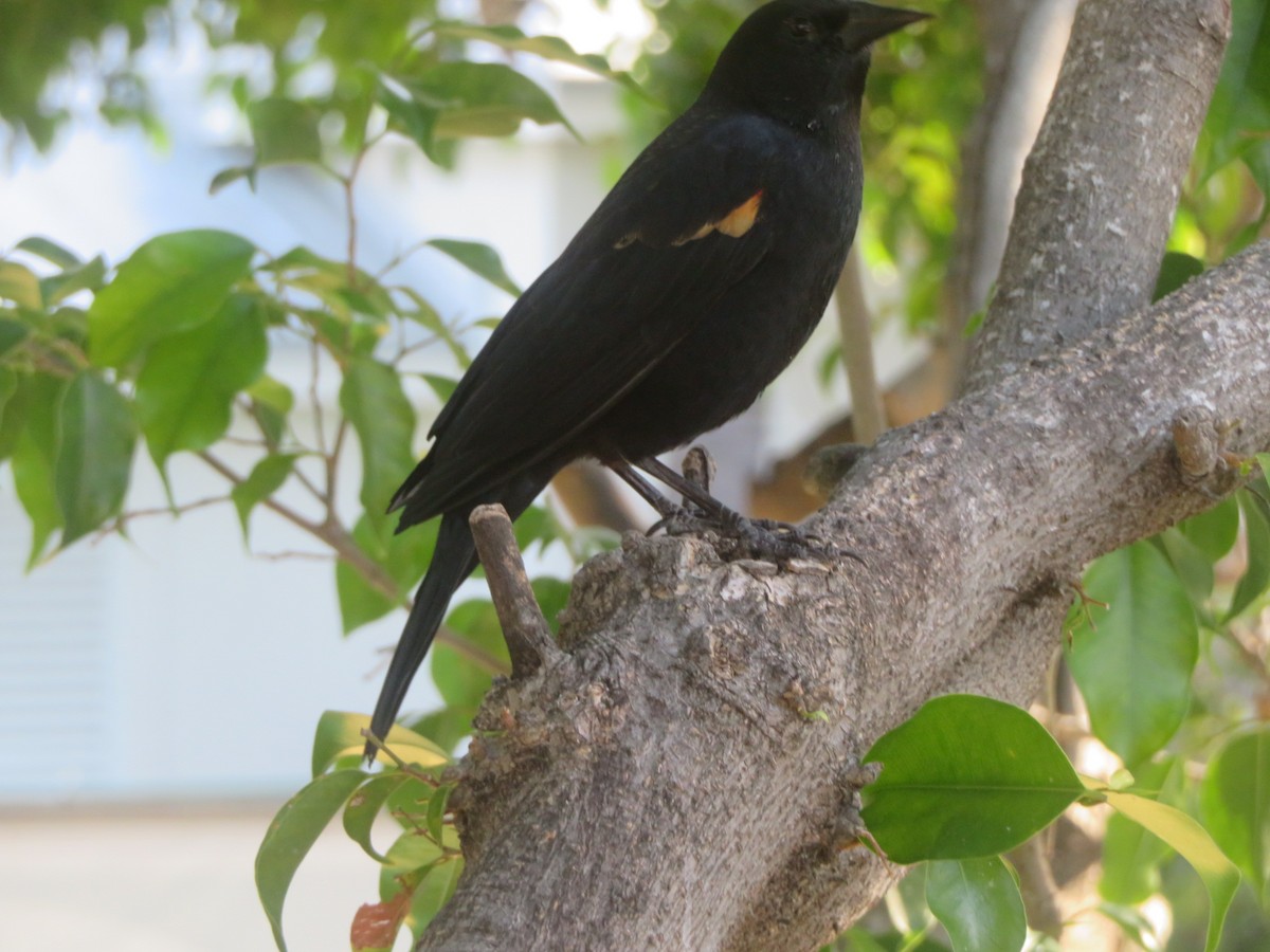 Red-winged Blackbird - ML645671252