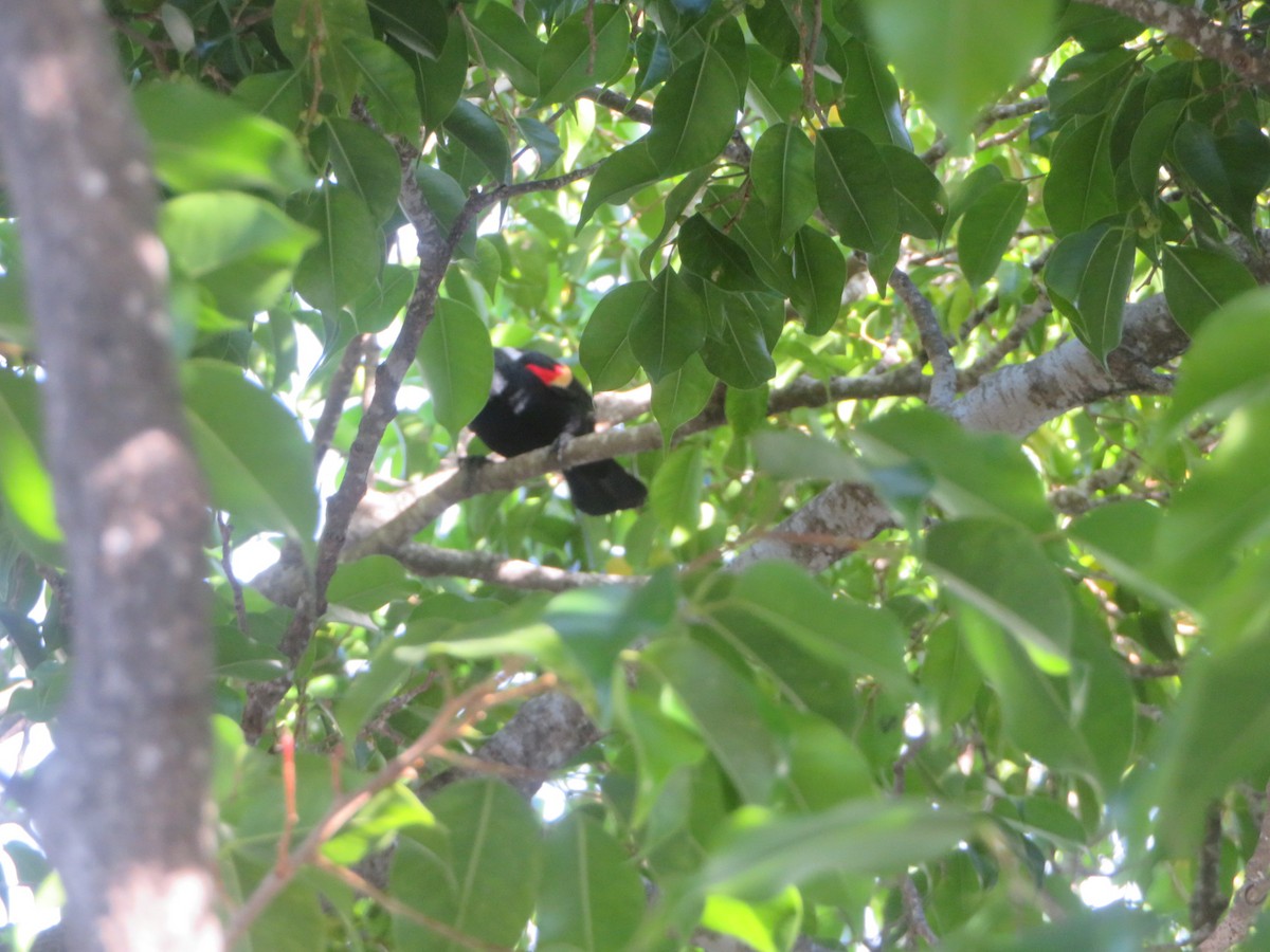 Red-winged Blackbird - ML645671253