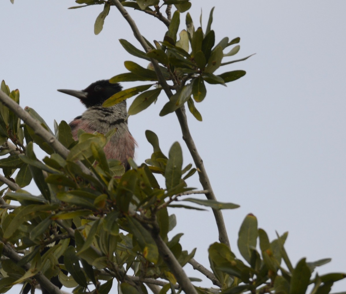 Lewis's Woodpecker - ML645671254