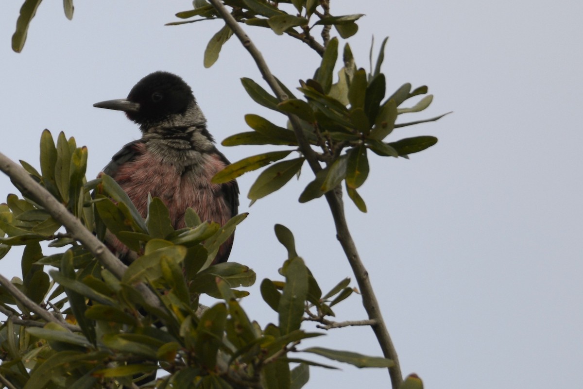 Lewis's Woodpecker - ML645671255