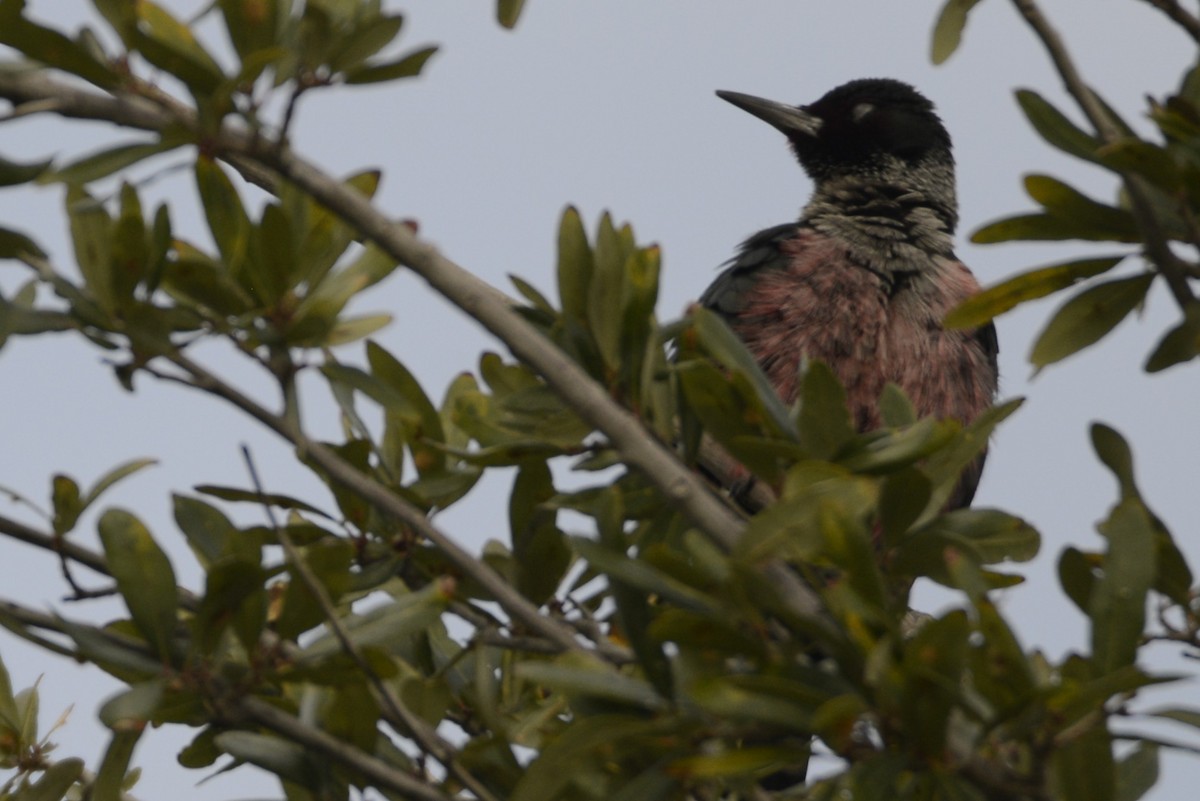 Lewis's Woodpecker - ML645671256