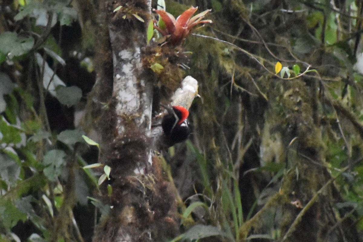 Рыжеполосый дятел - ML645671257