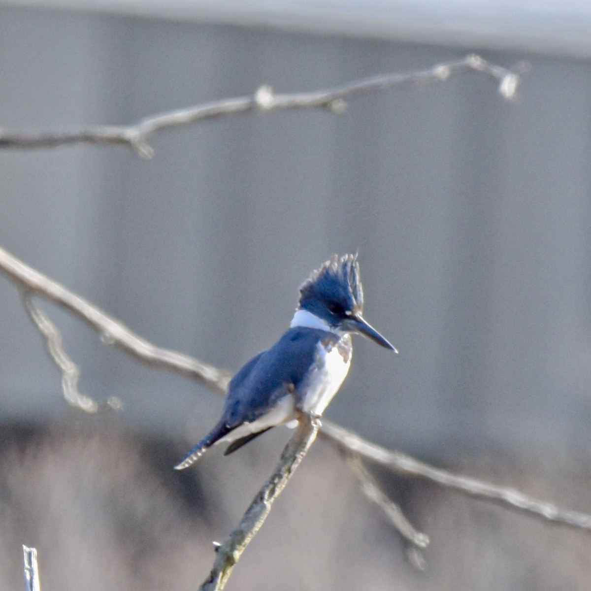 Belted Kingfisher - ML645671264