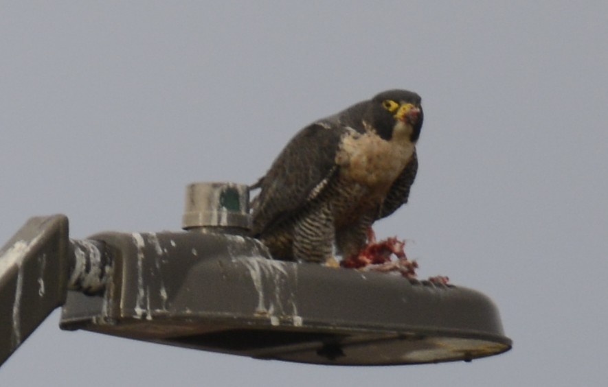 Peregrine Falcon - ML645671265