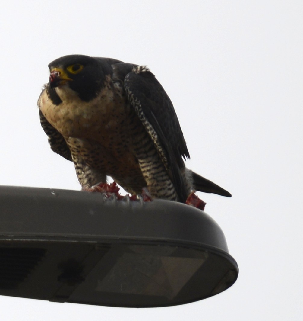Peregrine Falcon - ML645671266