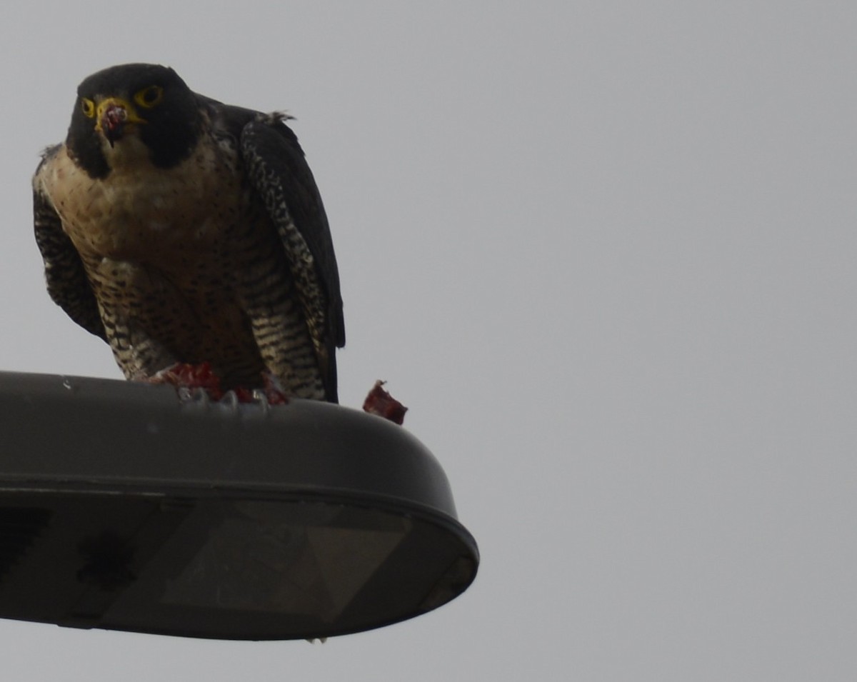 Peregrine Falcon - ML645671267
