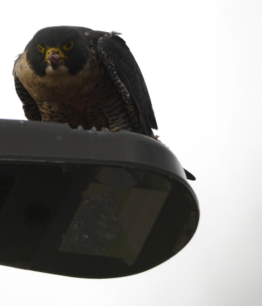 Peregrine Falcon - ML645671268
