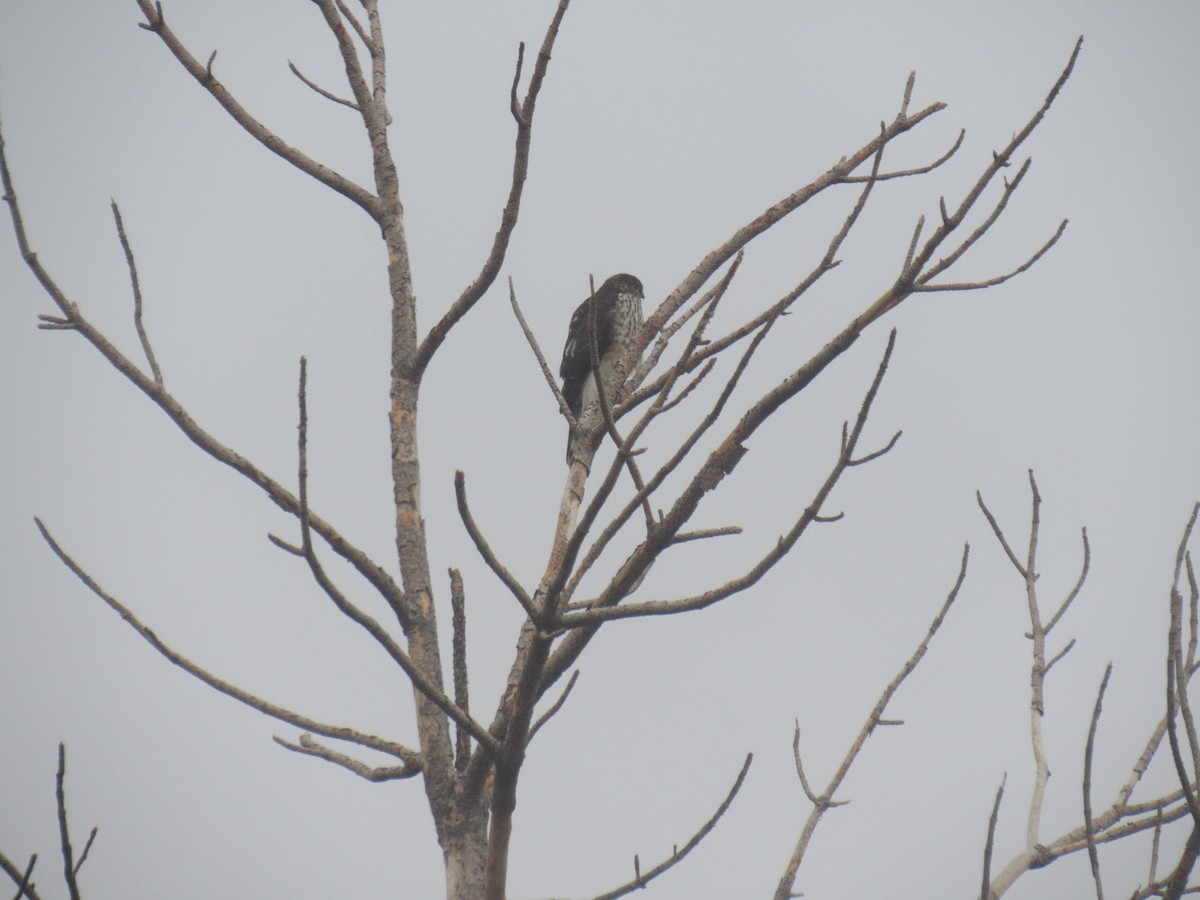 Sharp-shinned Hawk - ML645671270
