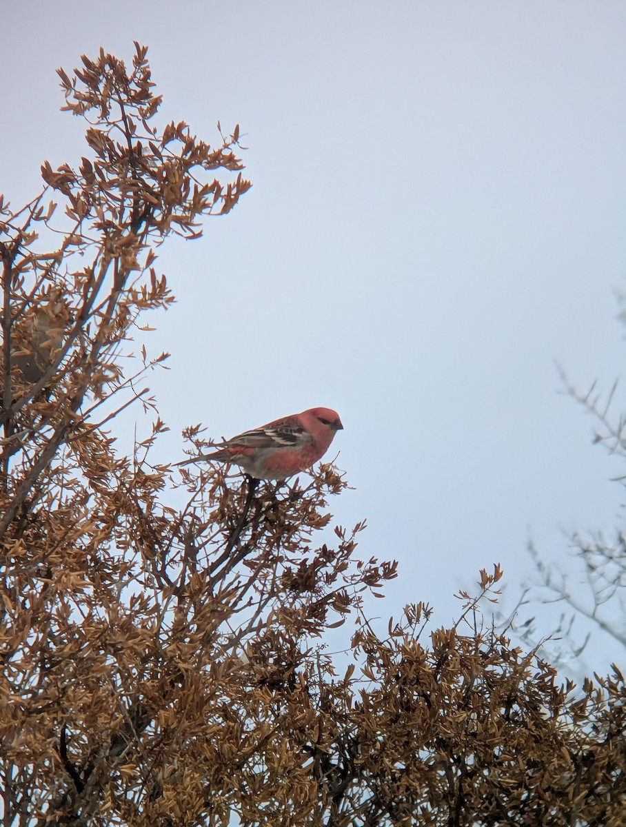 Pinu-gailupa - ML645671286