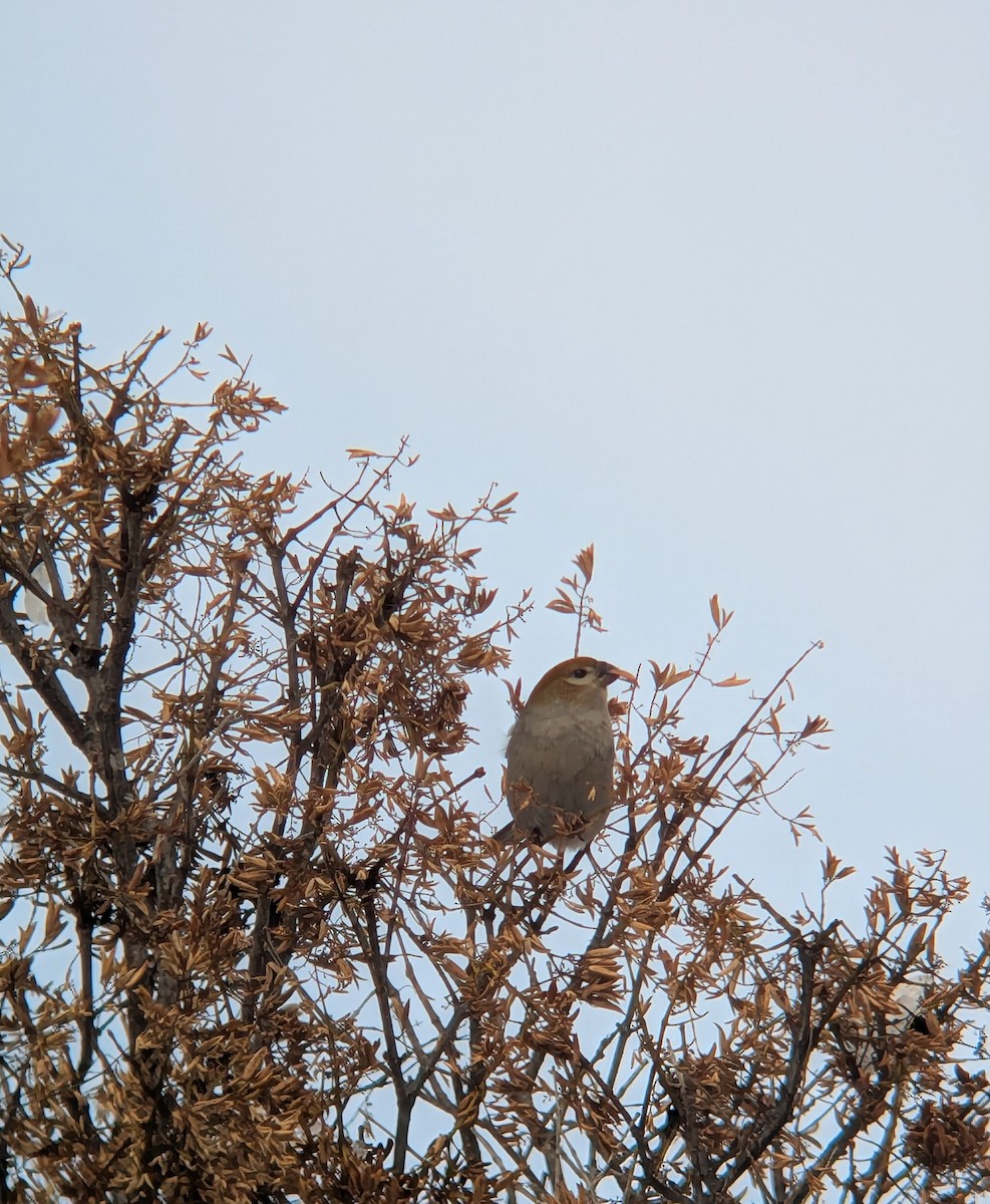 Pinu-gailupa - ML645671294