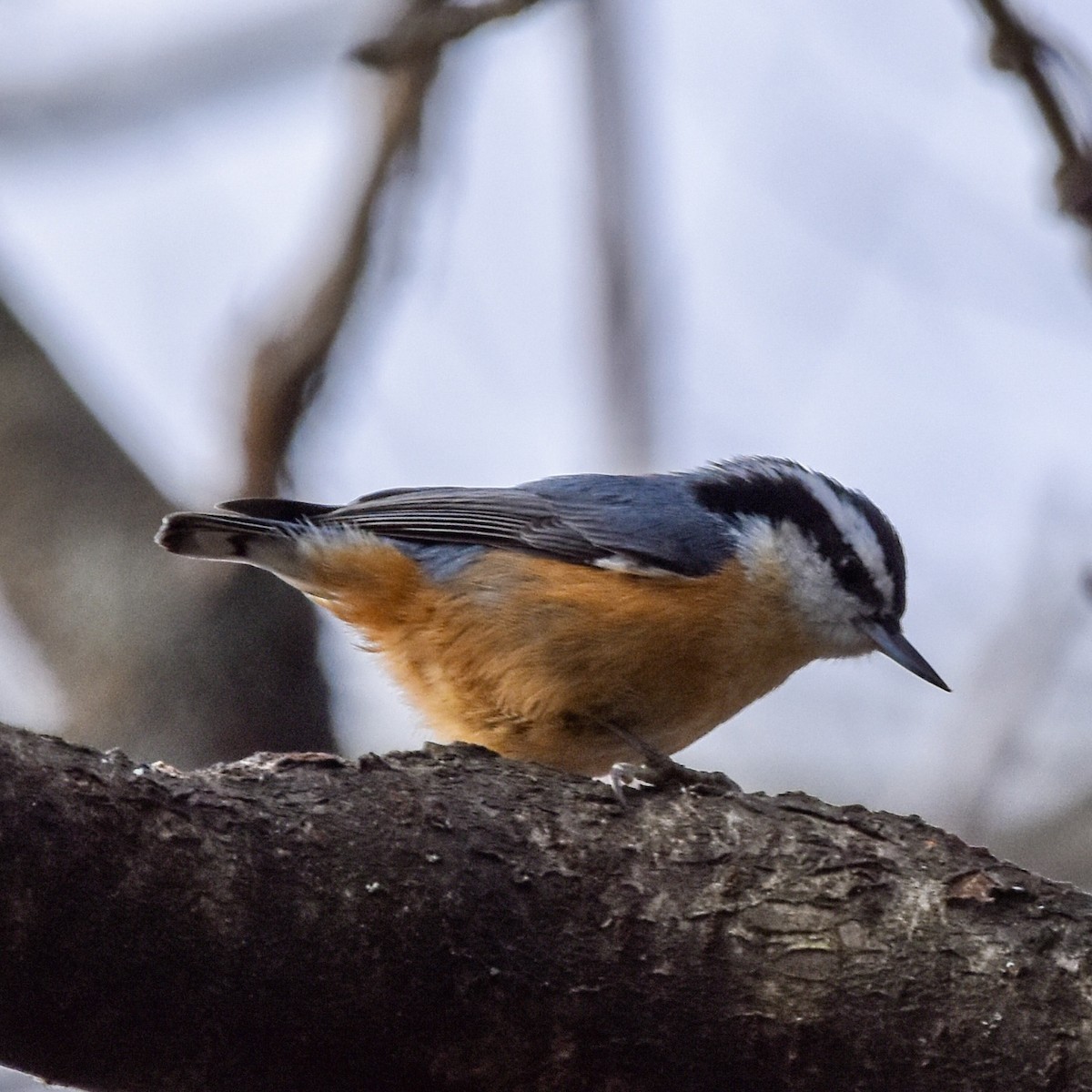 Red-breasted Nuthatch - ML645671297