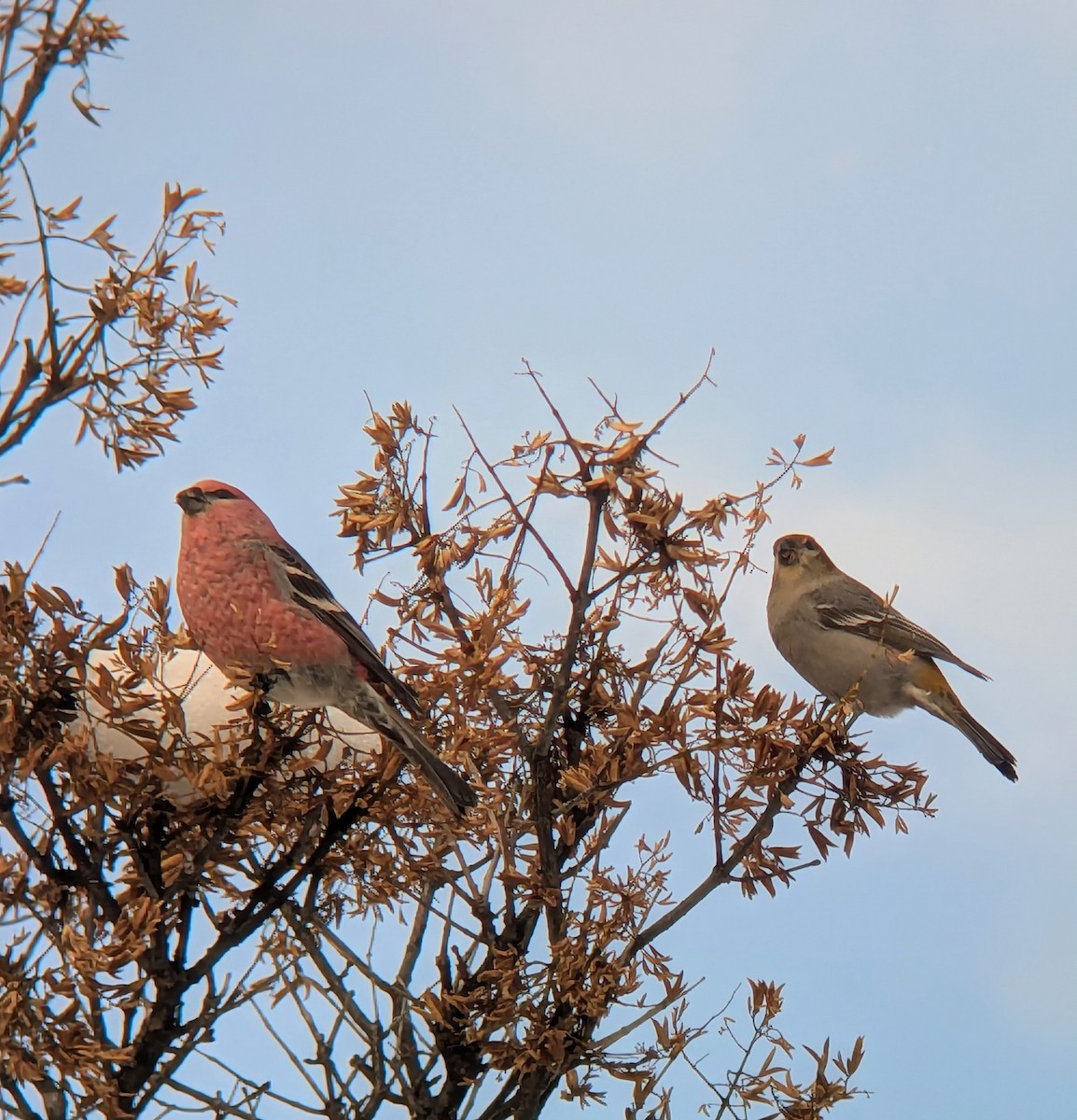 Pinu-gailupa - ML645671310