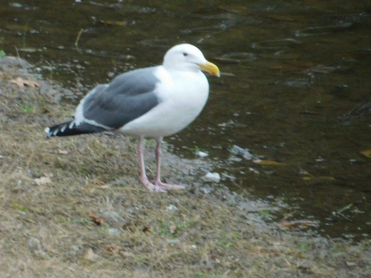 Western Gull - ML645671313