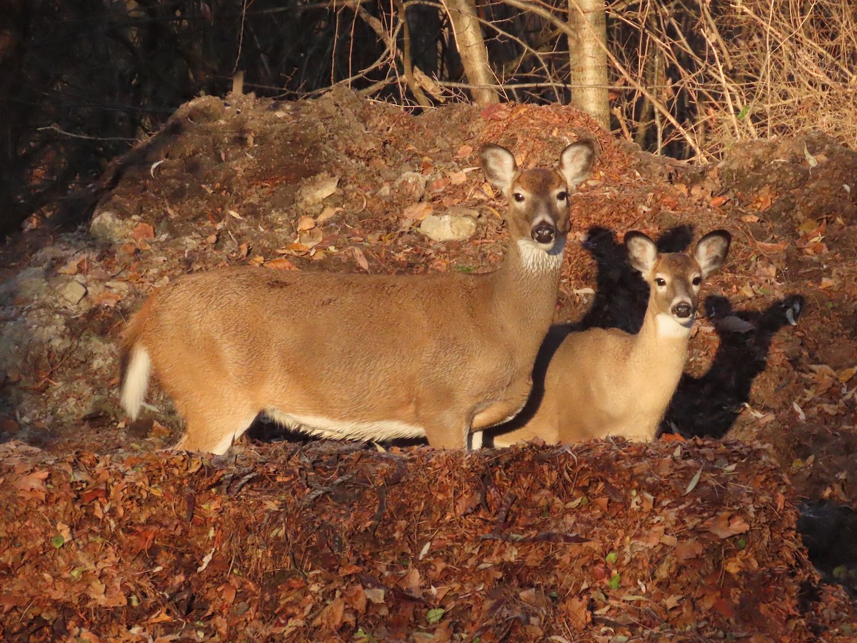 Animals - ML645671331