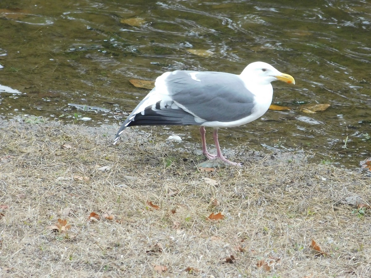 Western Gull - ML645671333