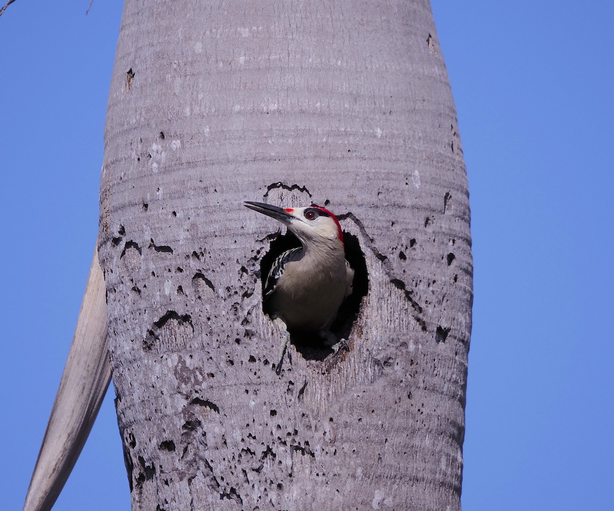 West Indian Woodpecker - ML645671341