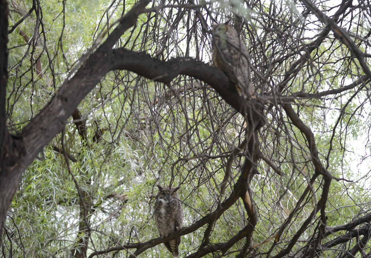 Great Horned Owl - ML645671343