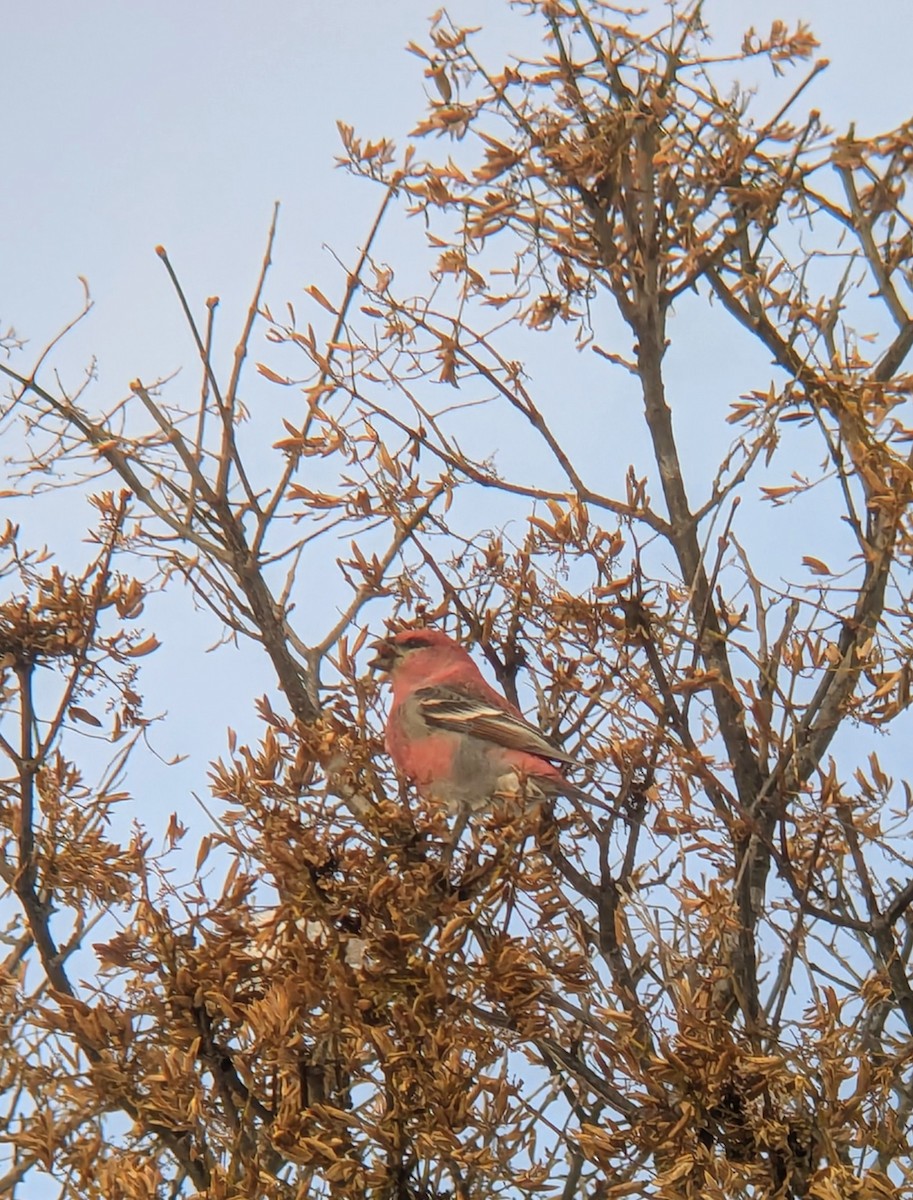 Pinu-gailupa - ML645671378