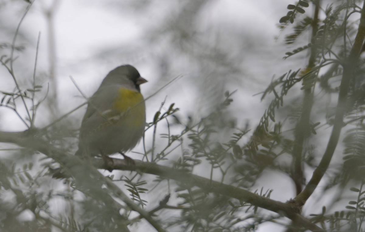 Lawrence's Goldfinch - ML645671379
