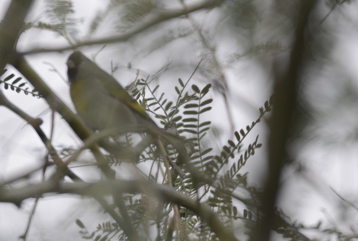 Lawrence's Goldfinch - ML645671380