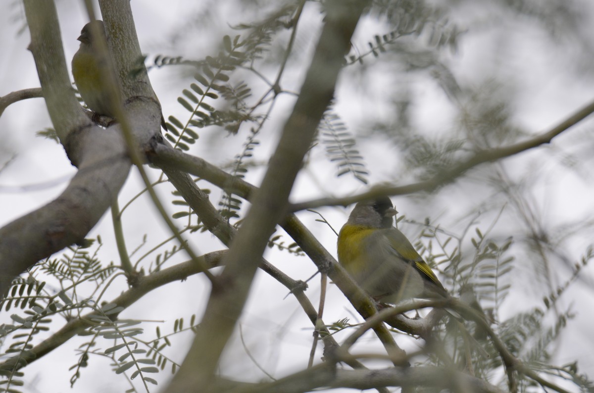 Lawrence's Goldfinch - ML645671381