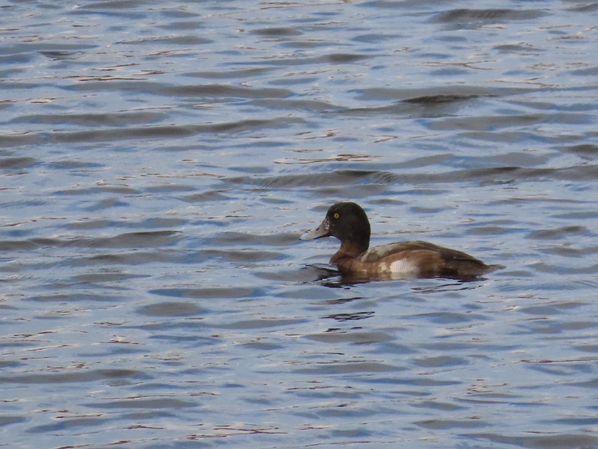Greater Scaup - ML645671382