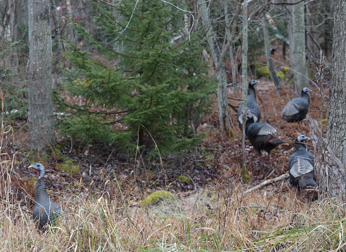 Wild Turkey - ML645671390