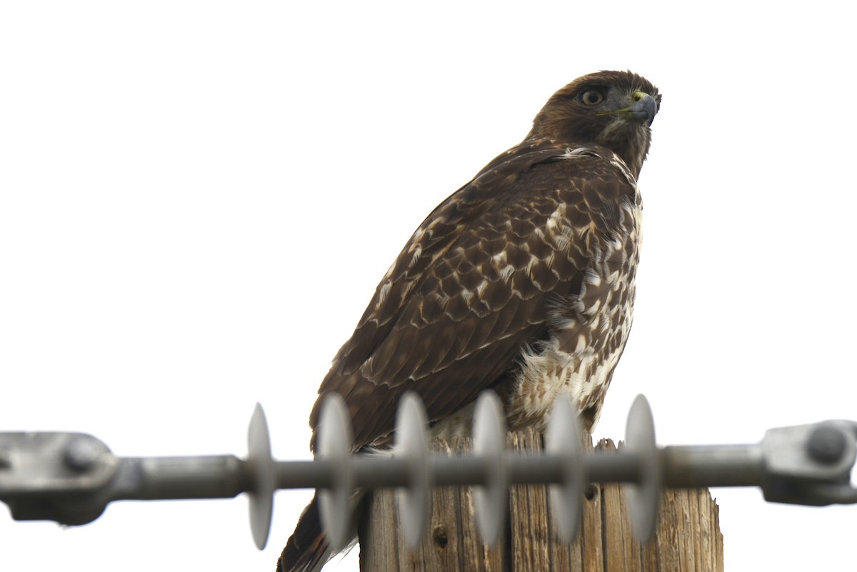 Red-tailed Hawk - ML645671391