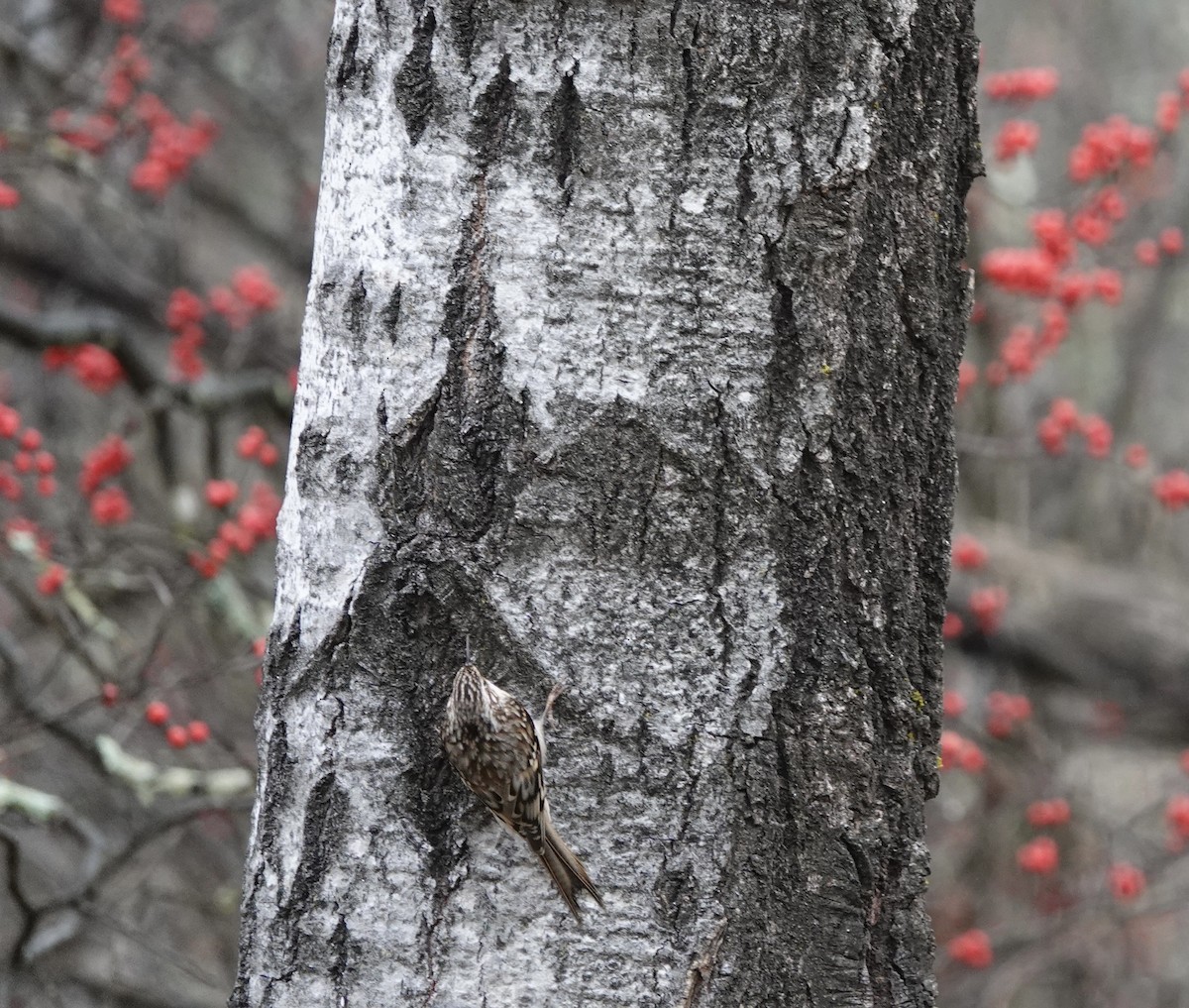 Brown Creeper - ML645671400