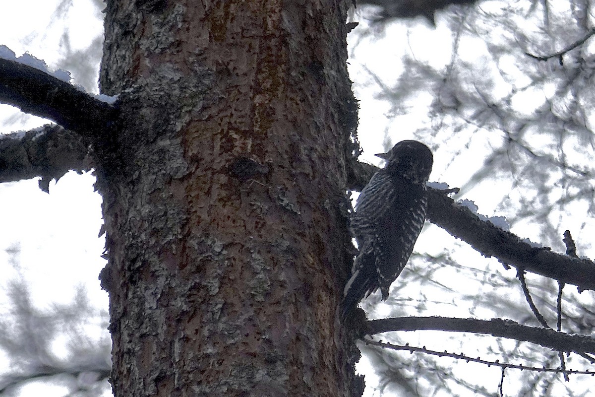 Amerika Üç Parmaklı Ağaçkakanı - ML645671401