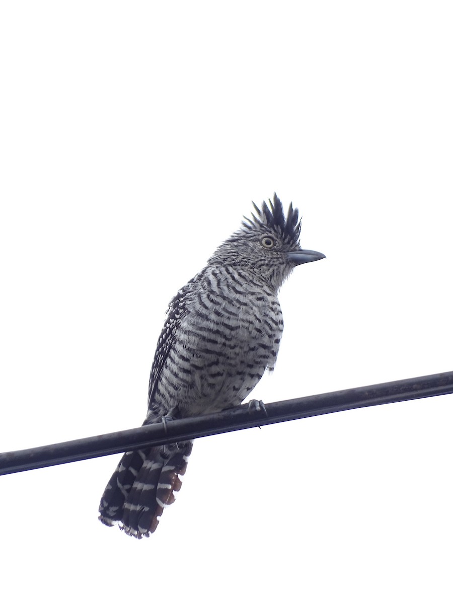 Batará Barrado (grupo doliatus) - ML645671416