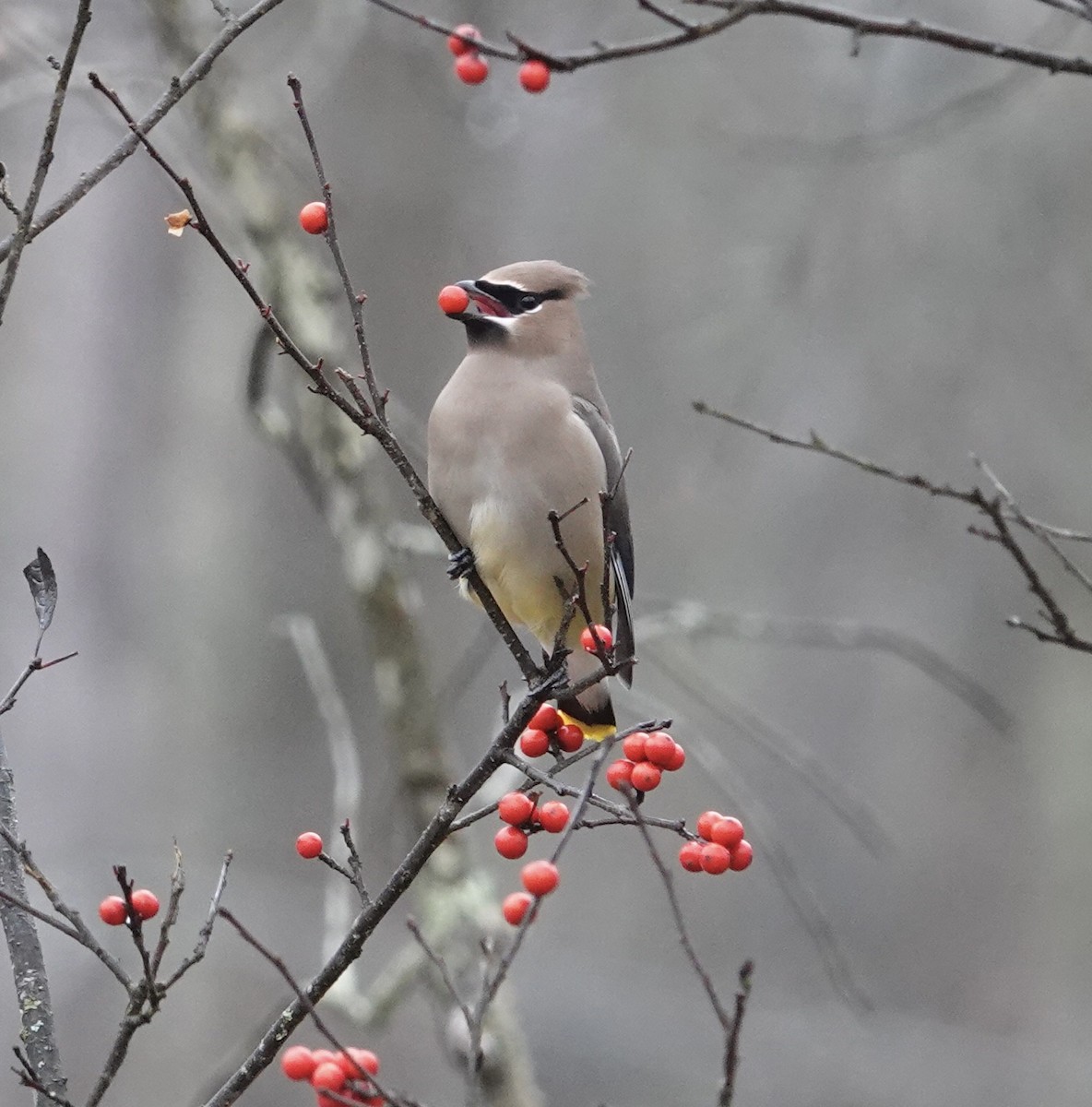 Jaseur d'Amérique - ML645671424