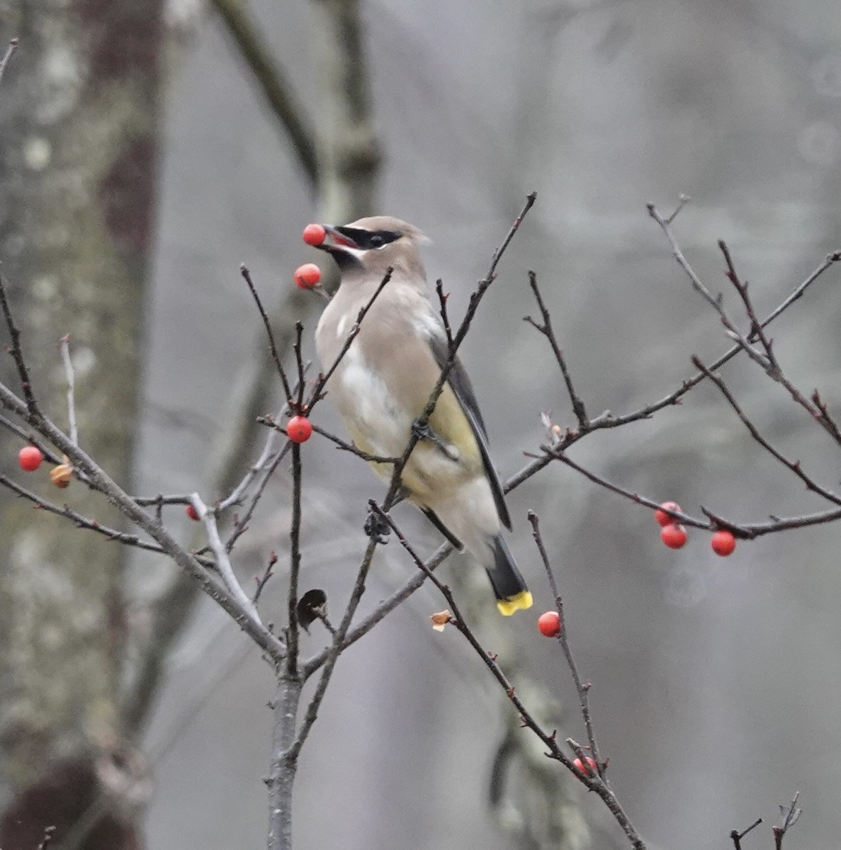 Jaseur d'Amérique - ML645671425